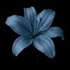 hannah_alber